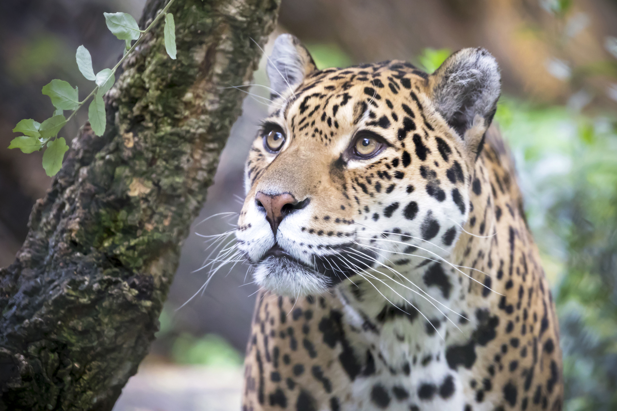 Bijzondere en zeldzame dieren in Nederlandse dierentuinen