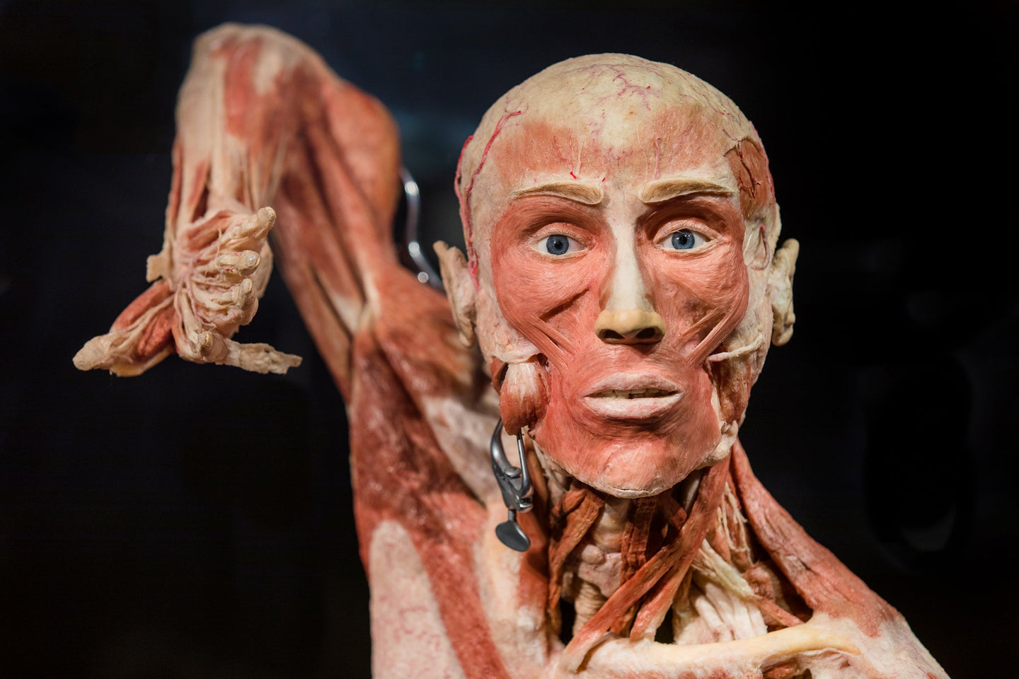 body-worlds - afbeelding 1