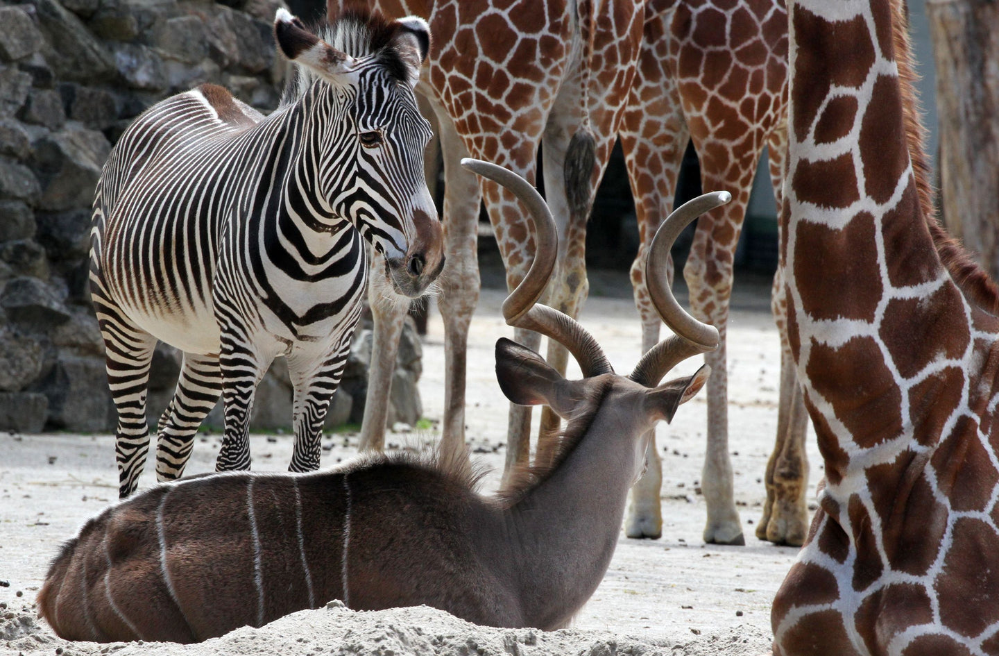 ARTIS-Park tickets met korting - afbeelding 13