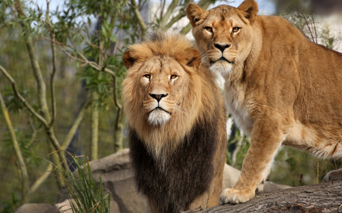 ARTIS-Park tickets met korting - afbeelding 14