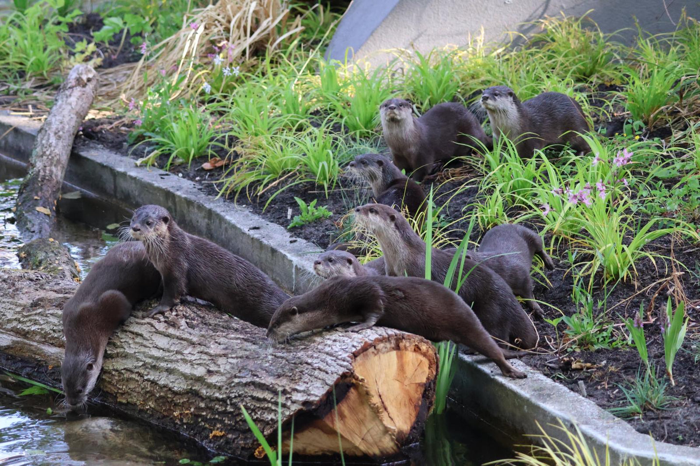 ARTIS-Park tickets met korting - afbeelding 10