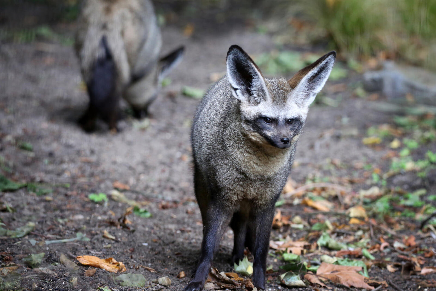 ARTIS-Park tickets met korting - afbeelding 12