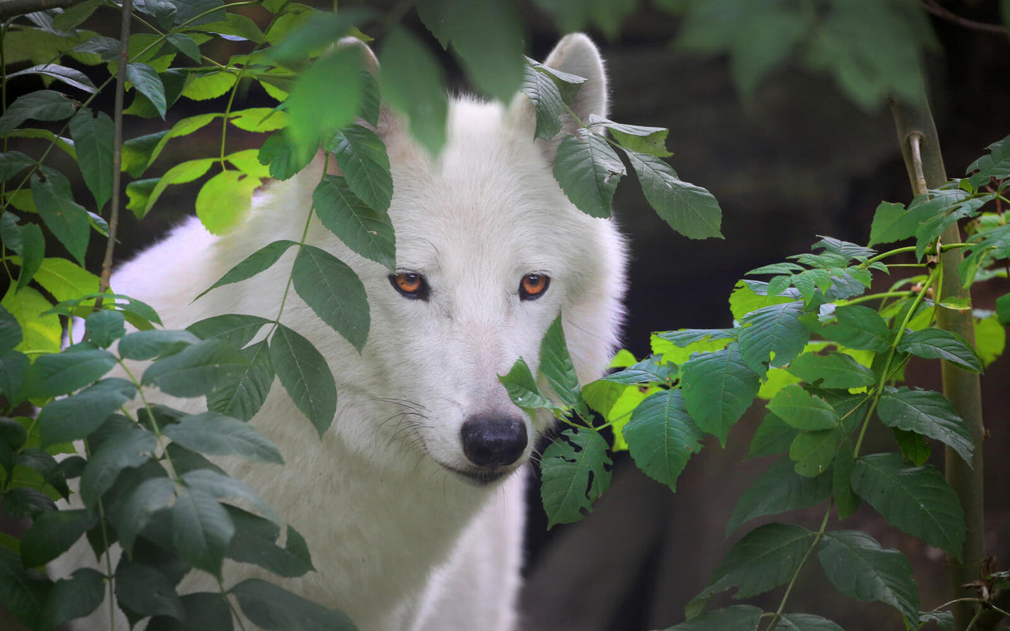 ARTIS-Park tickets met korting - afbeelding 22