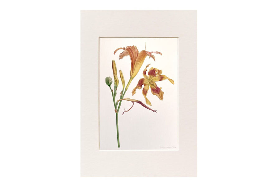 Kunstprint Daglelie - Medy Oberendorff - afbeelding 1