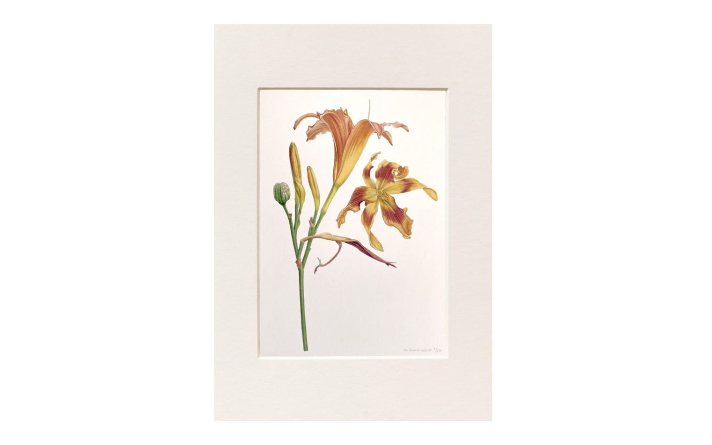 Kunstprint Daglelie - Medy Oberendorff - afbeelding 1