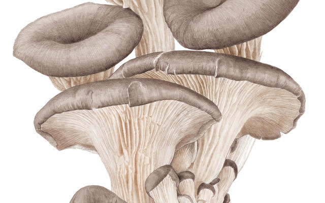 Kunstprint Oesterzwam van Medy Oberendorff - afbeelding 2