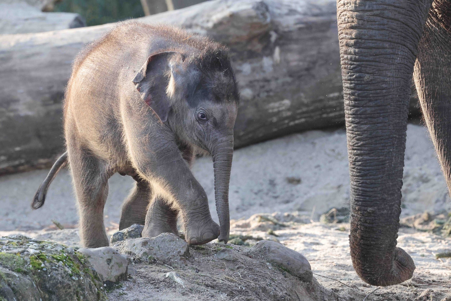 ARTIS-Park tickets met korting - afbeelding 15