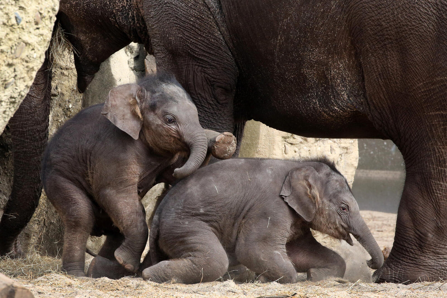 ARTIS-Park tickets met korting - afbeelding 6