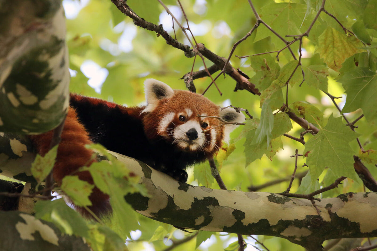ARTIS-Park tickets met korting - afbeelding 19