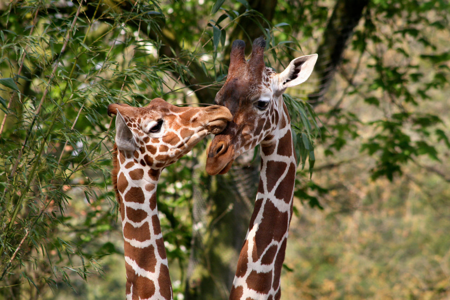 ARTIS-Park tickets met korting - afbeelding 8