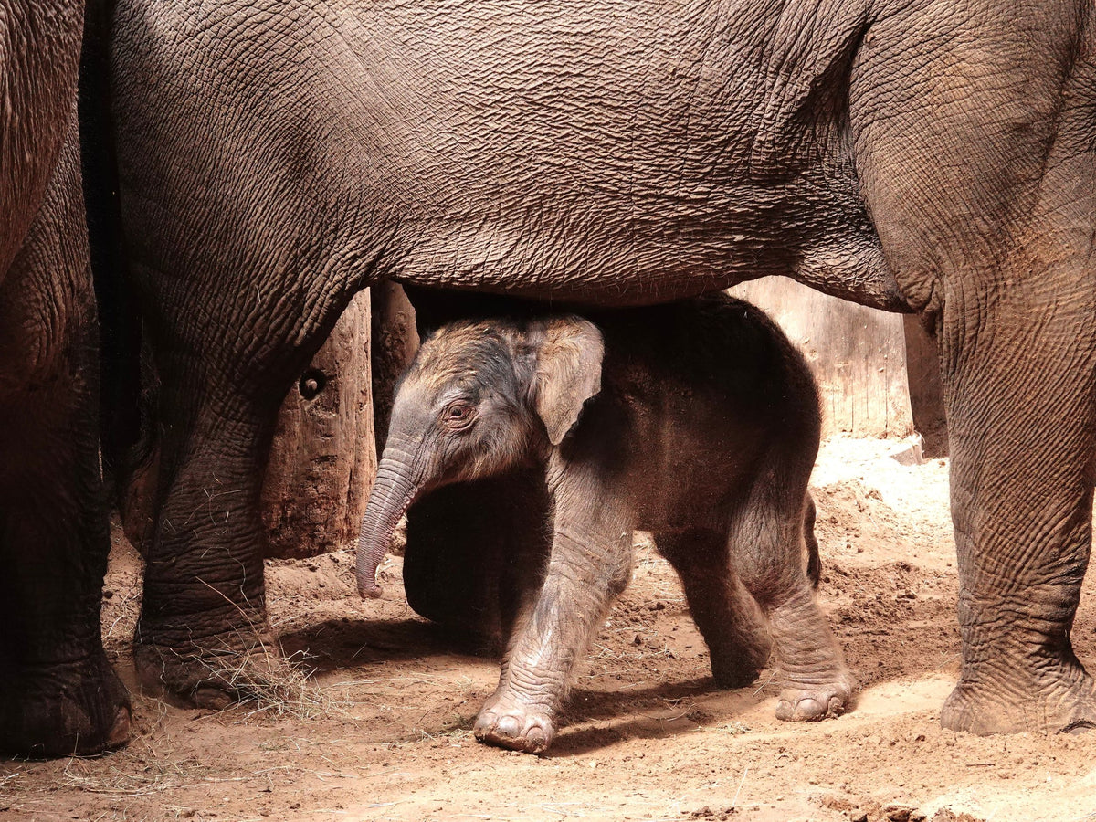 DierenPark Amersfoort - afbeelding 4