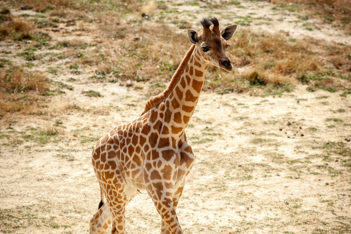 ZOO Planckendael - afbeelding 4