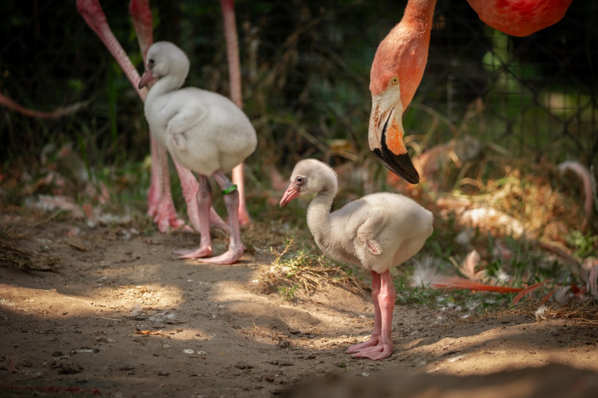 ZOO Planckendael - afbeelding 5