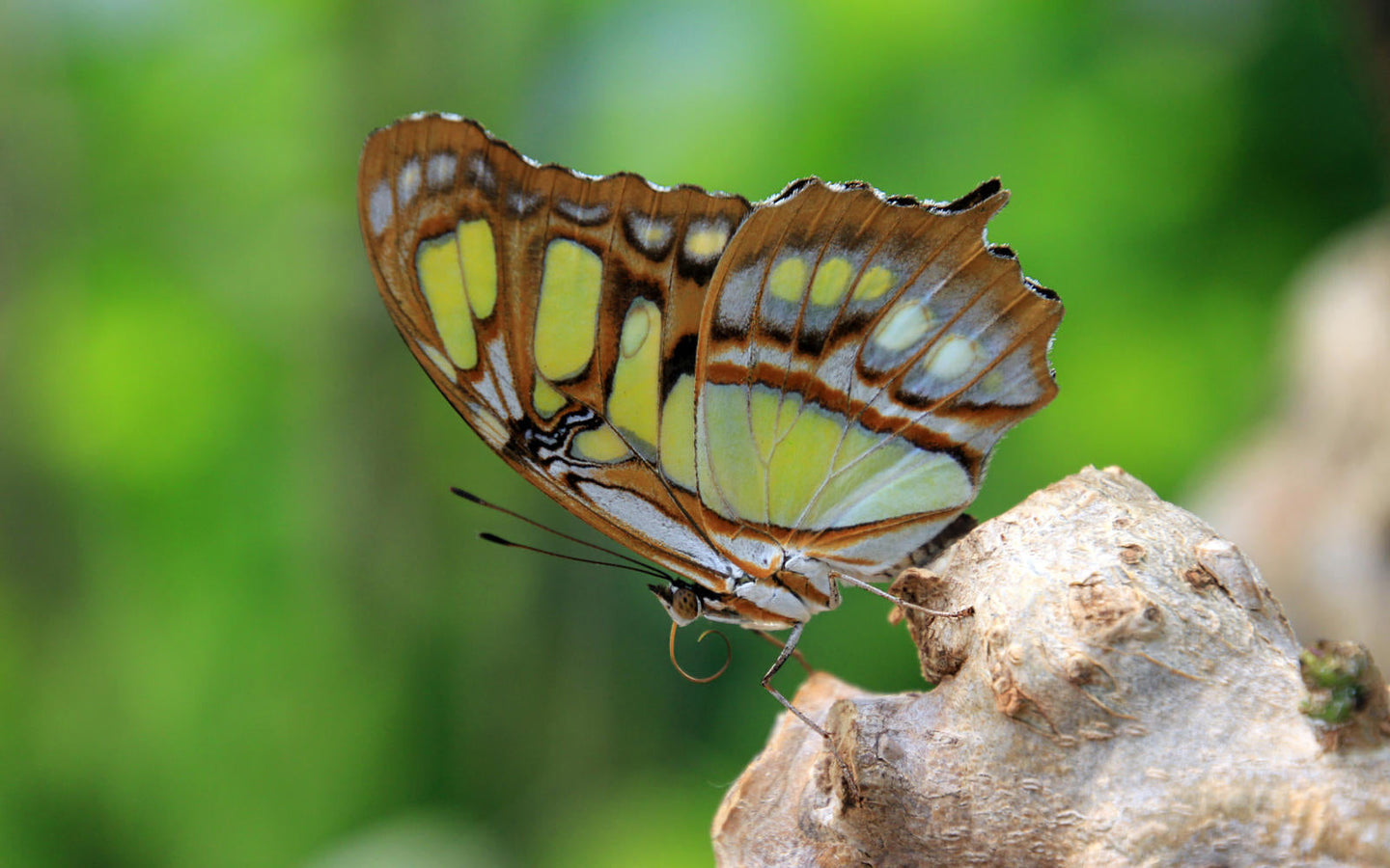 ARTIS-Park tickets met korting - afbeelding 21